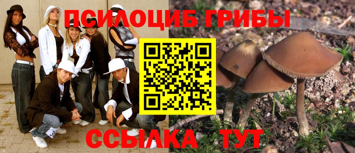 Владимир  Галлюциногенные грибы прущие грибы  Вход с VPN 